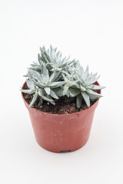 Dudleya brittonii