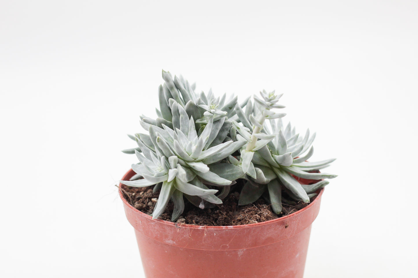 Dudleya brittonii