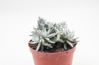 Dudleya brittonii