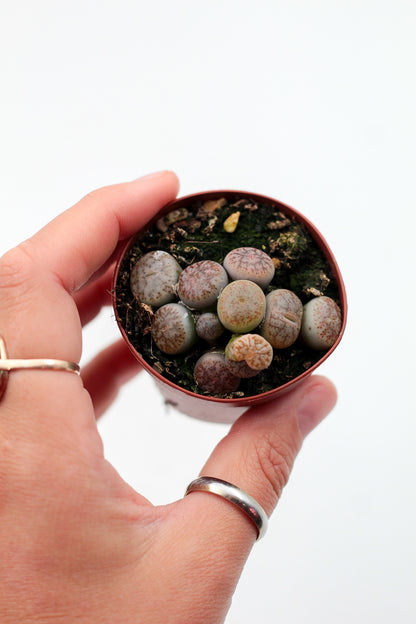 Lithops pseudotruncatella