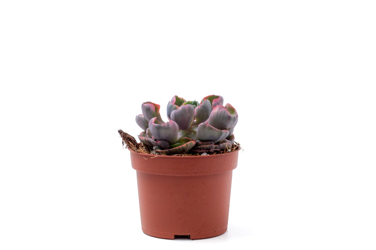 Echeveria Beyonce Rainbow