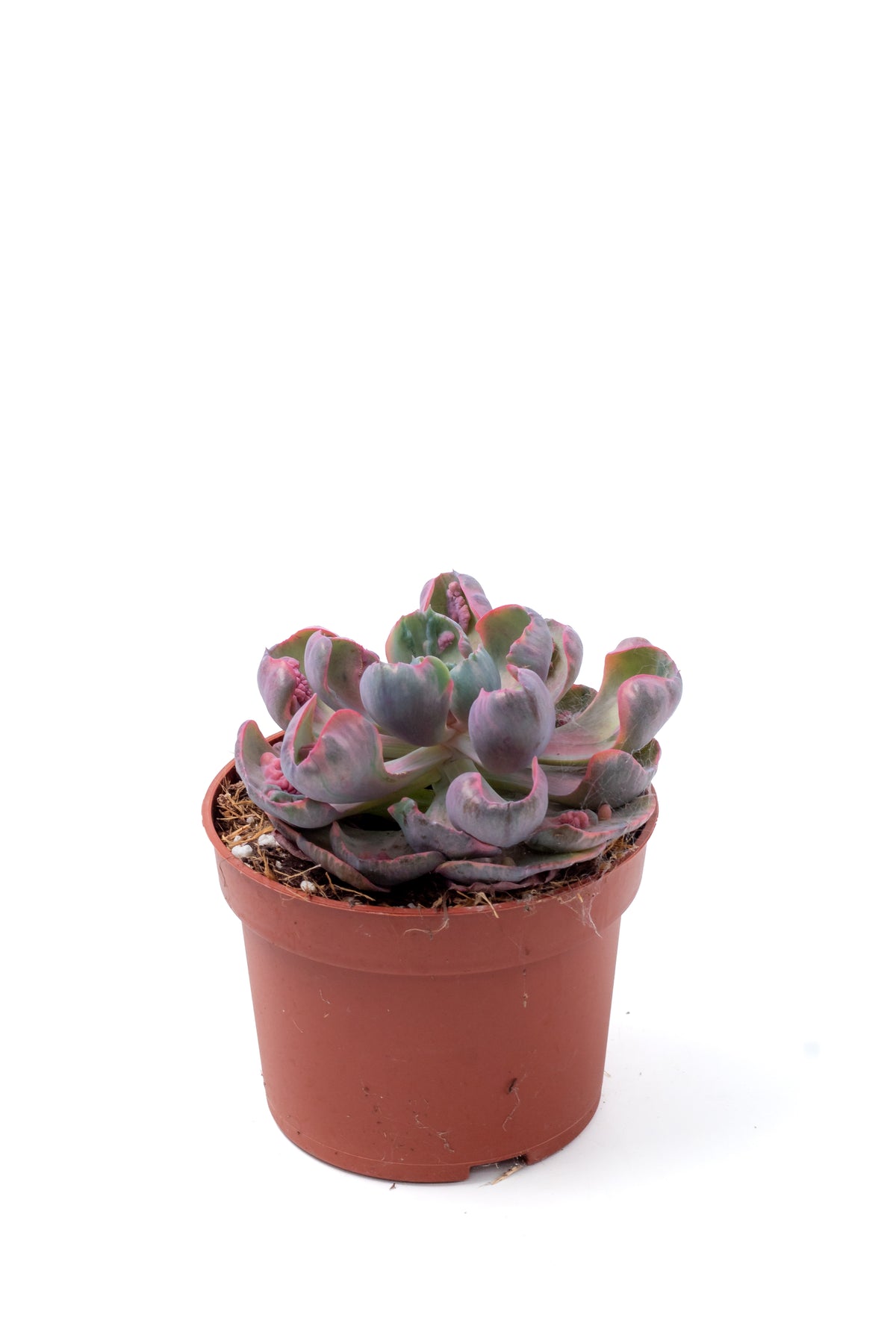 Echeveria Beyonce Rainbow