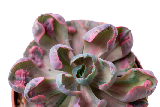 Echeveria Beyonce Rainbow