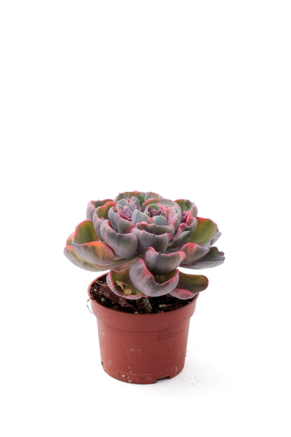Echeveria Beyonce Rainbow