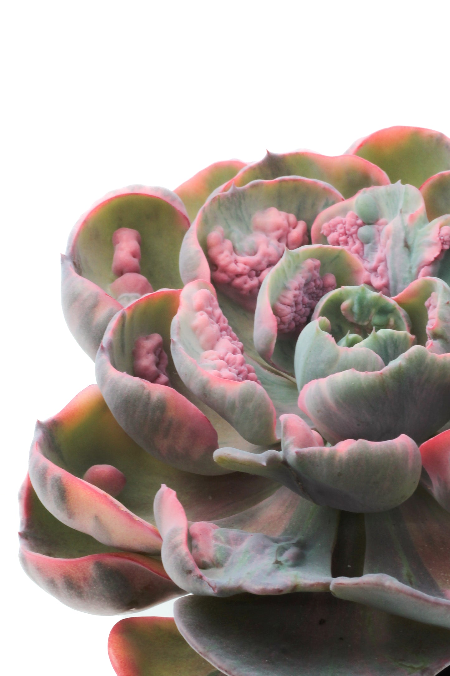 Echeveria Beyonce Rainbow