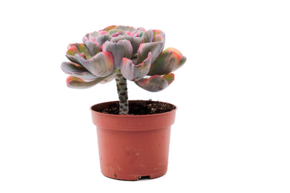 Echeveria Beyonce Rainbow