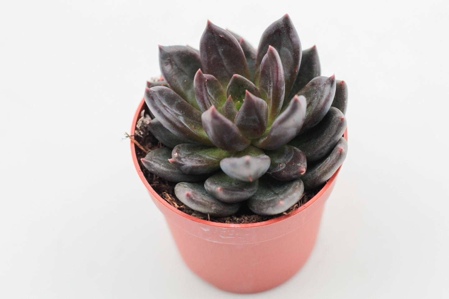 Echeveria Black Prince