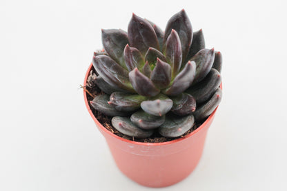 Echeveria Black Prince