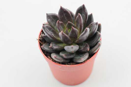 Echeveria Black Prince