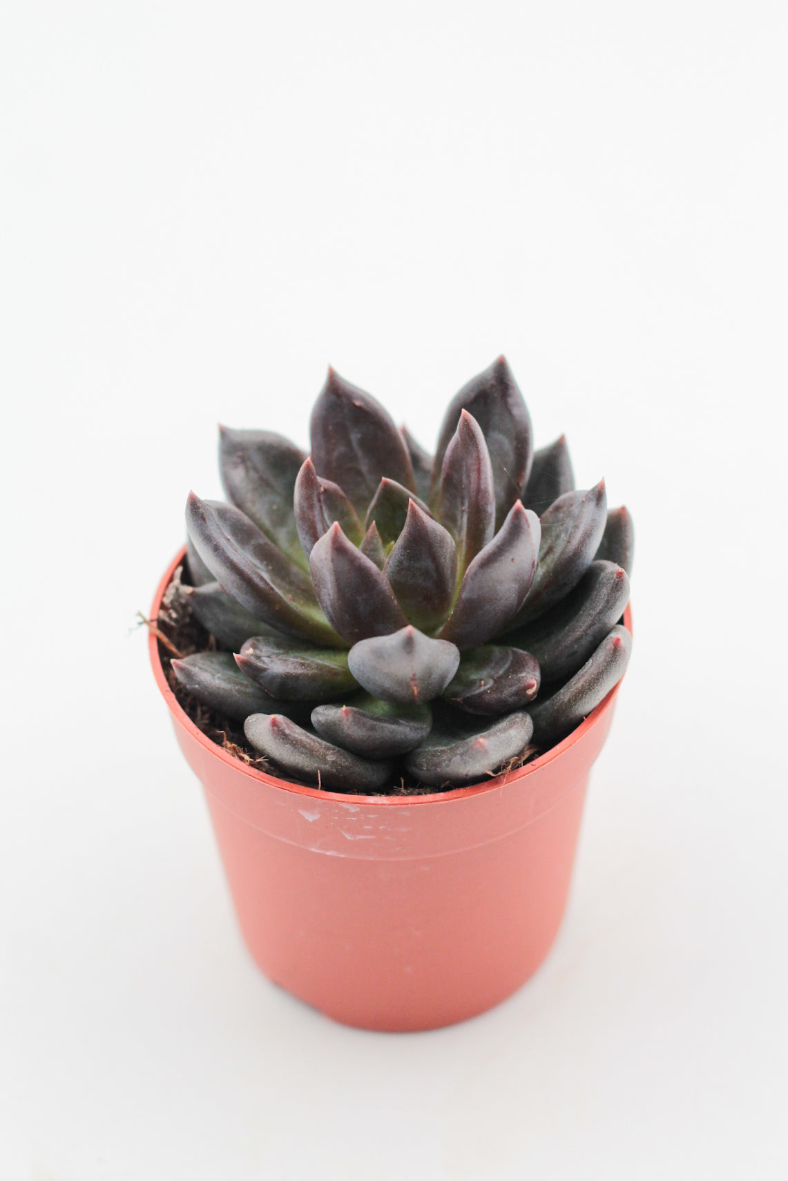 Echeveria Black Prince