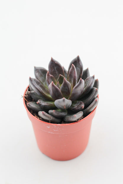 Echeveria Black Prince