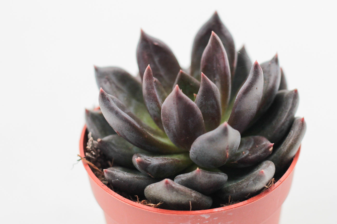 Echeveria Black Prince