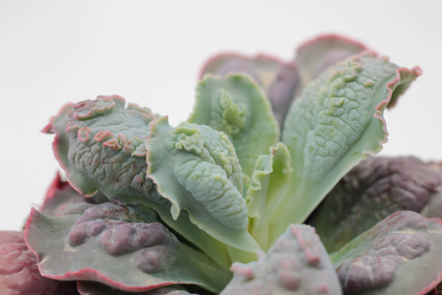 Echeveria Cameo