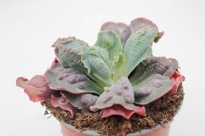 Echeveria Cameo