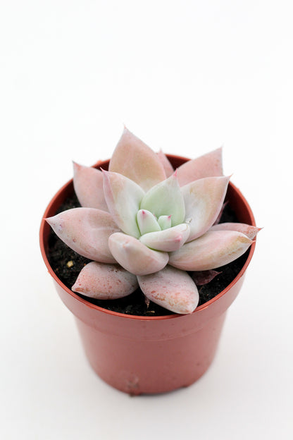 Echeveria Colorata 'Mexican Giant'