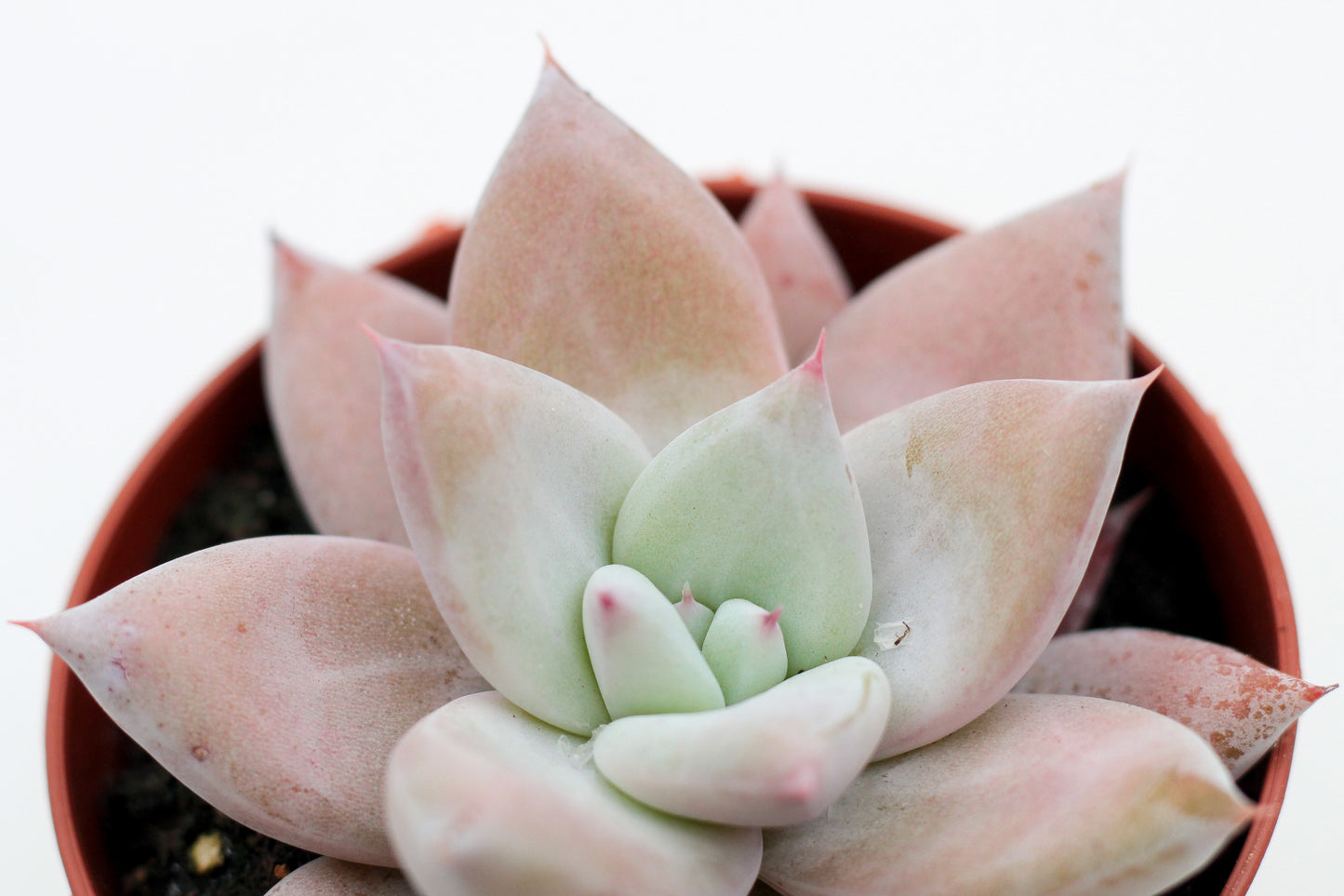 Echeveria Colorata 'Mexican Giant'