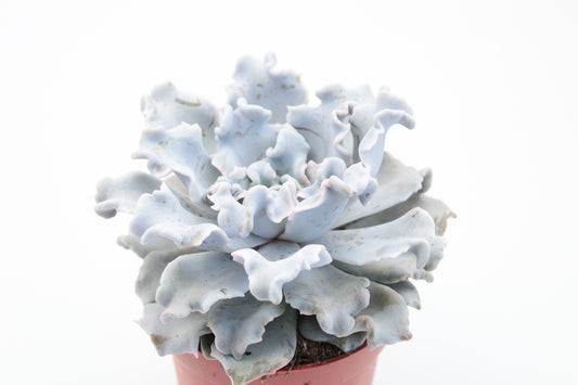 Echeveria Crispate Beauty