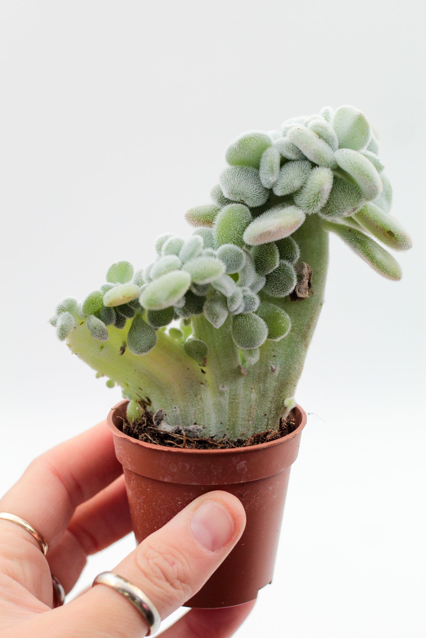 Echeveria Frosty cristaat