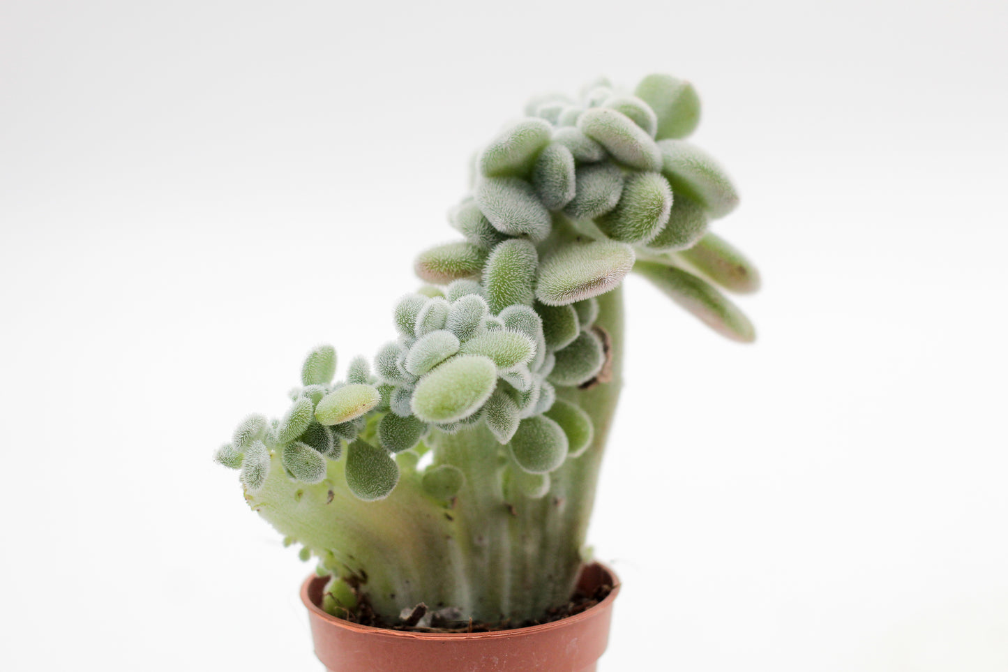 Echeveria Frosty cristaat