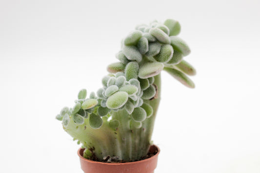 Echeveria Frosty cristaat