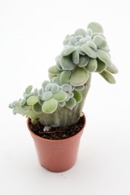 Echeveria Frosty cristaat