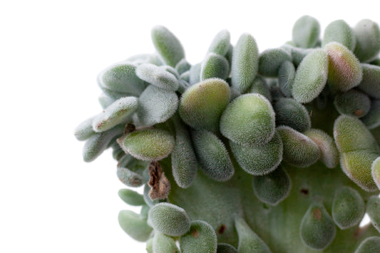 Echeveria Frosty cristaat