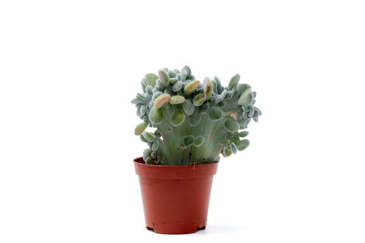 Echeveria Frosty cristaat