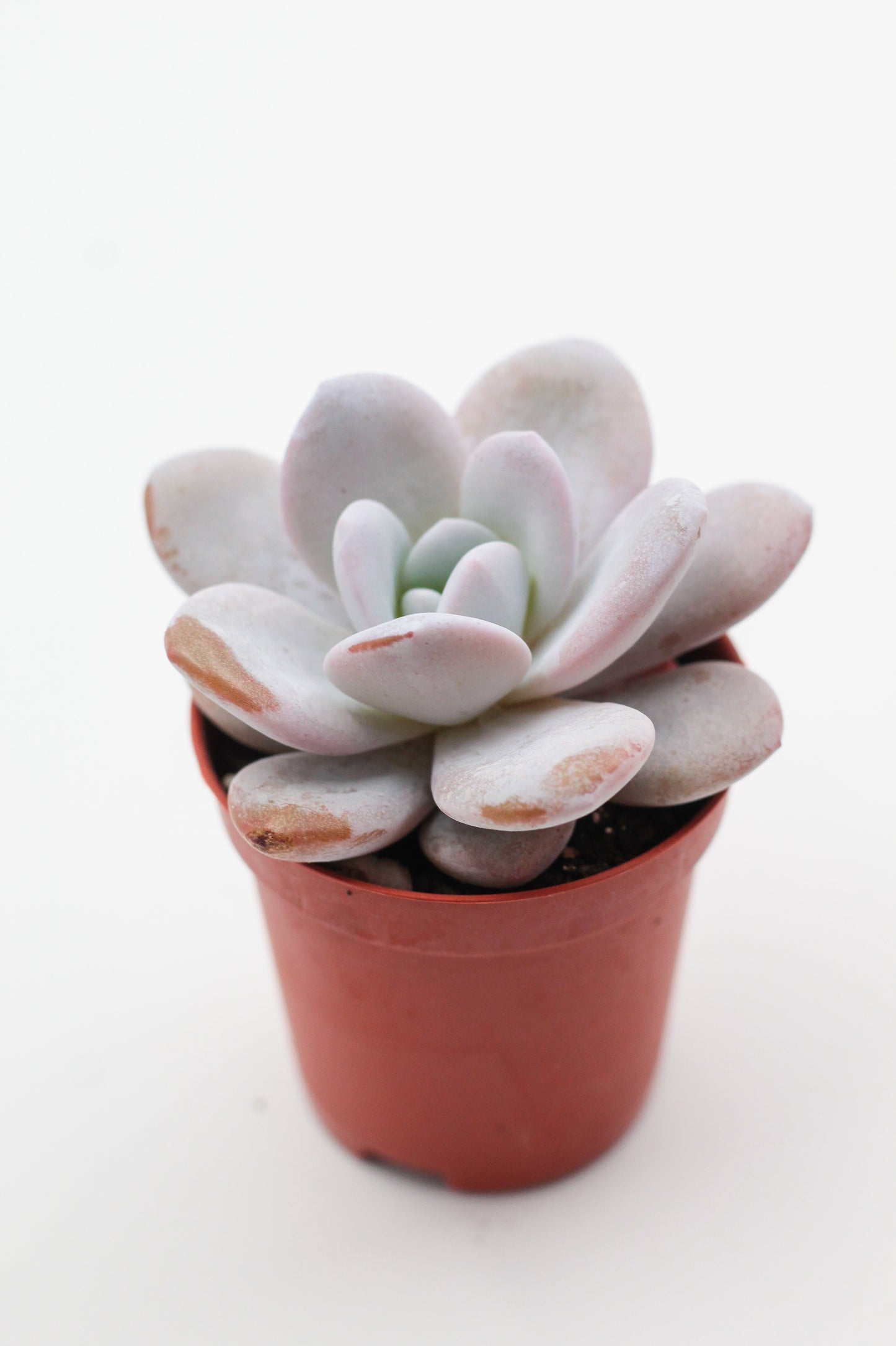 Echeveria Laui