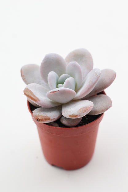 Echeveria Laui