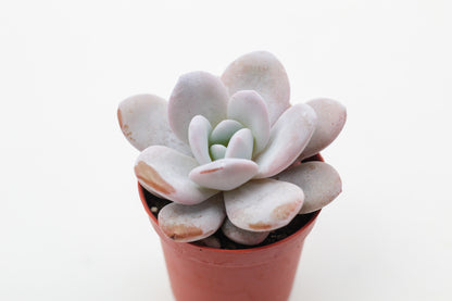 Echeveria Laui