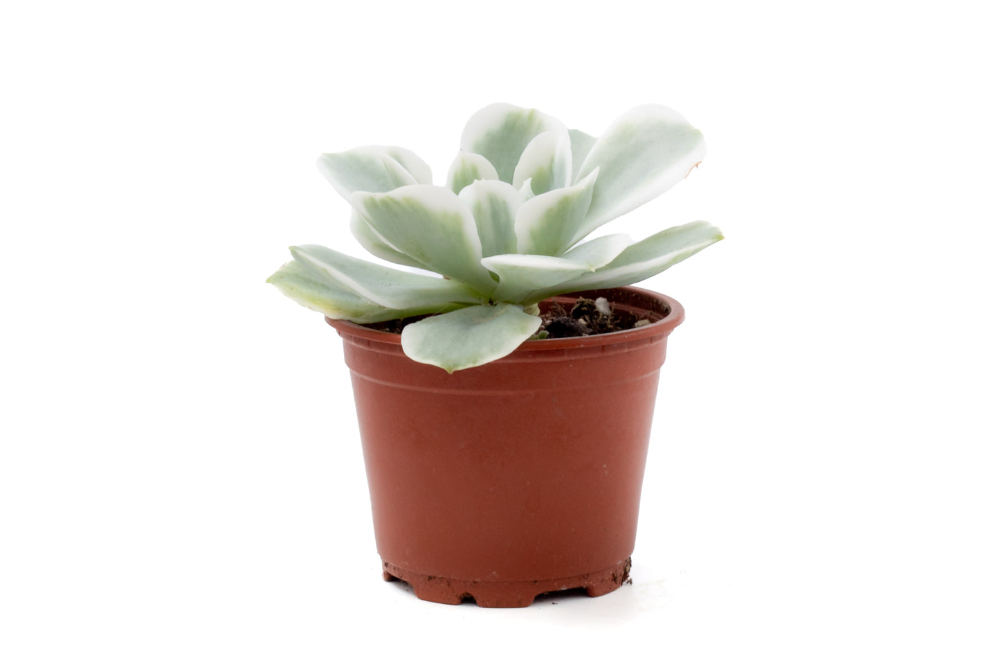 Echeveria Lemon Lime variegata
