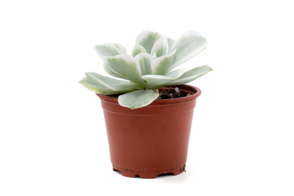 Echeveria Lemon Lime variegata