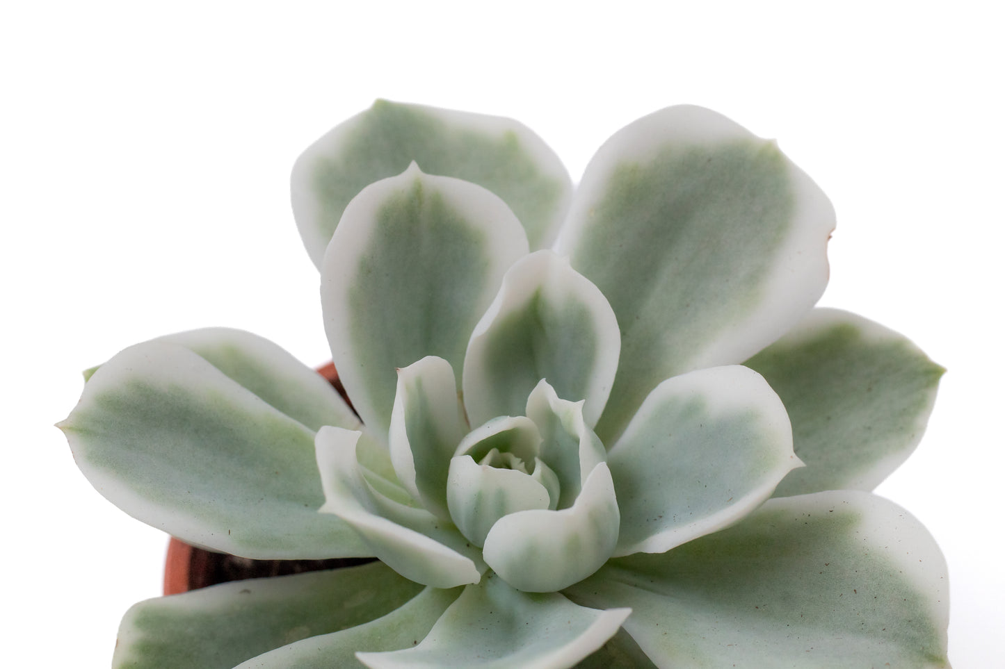 Echeveria Lemon Lime variegata