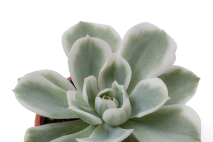 Echeveria Lemon Lime variegata