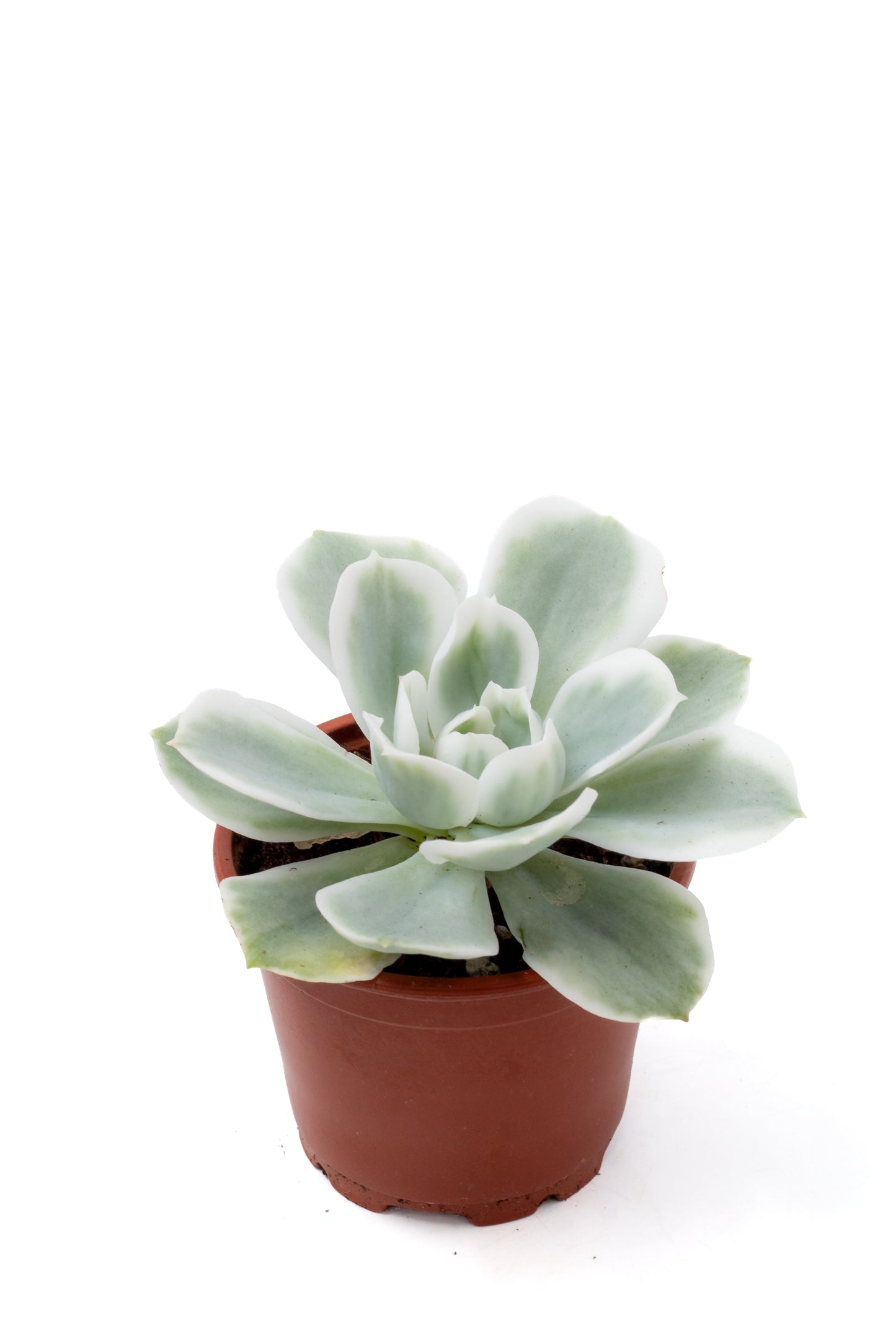 Echeveria Lemon Lime variegata