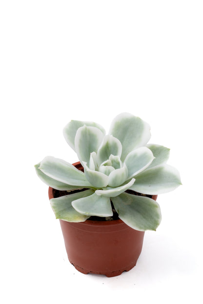 Echeveria Lemon Lime variegata