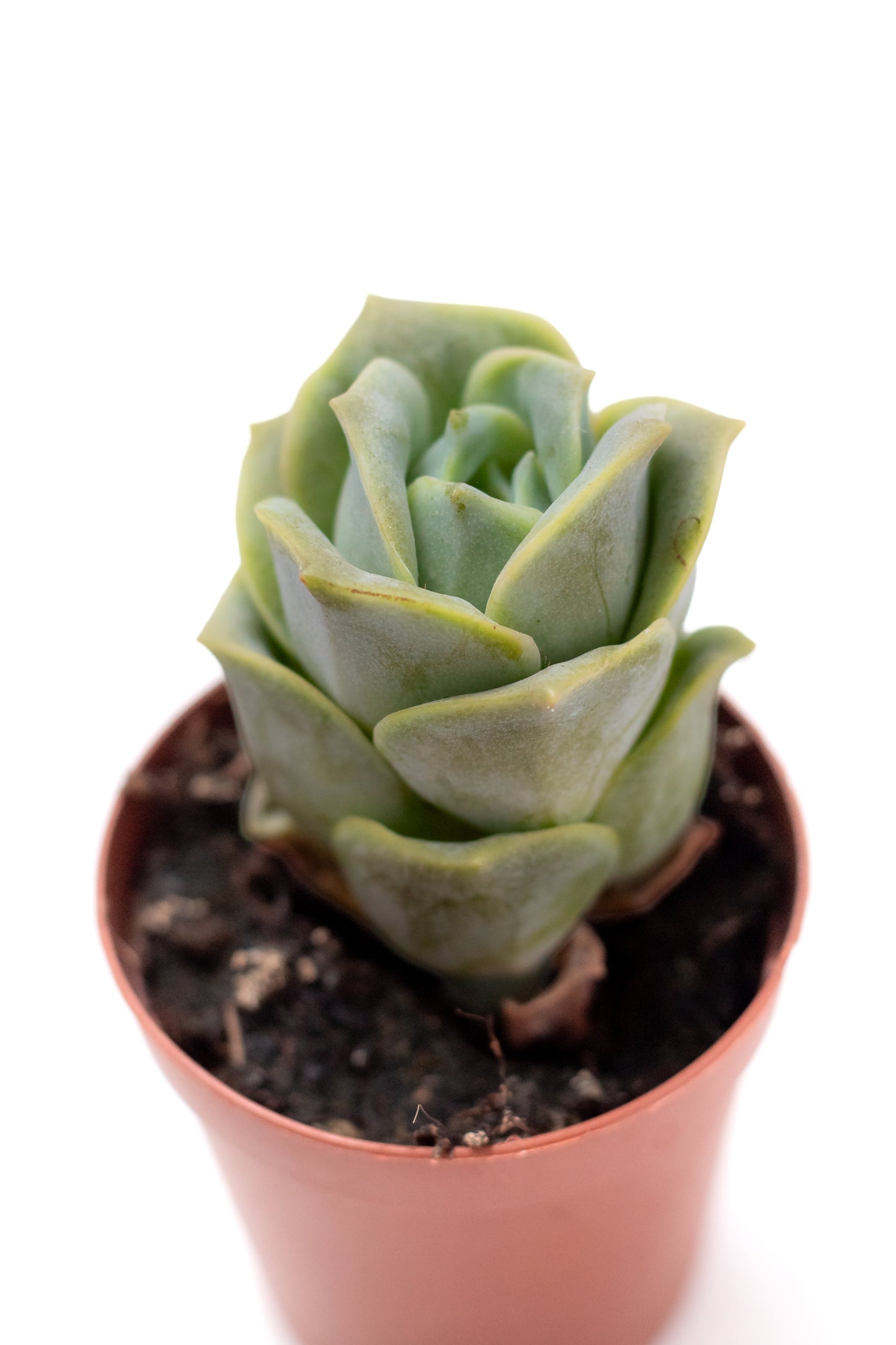 Echeveria Lovely Rose