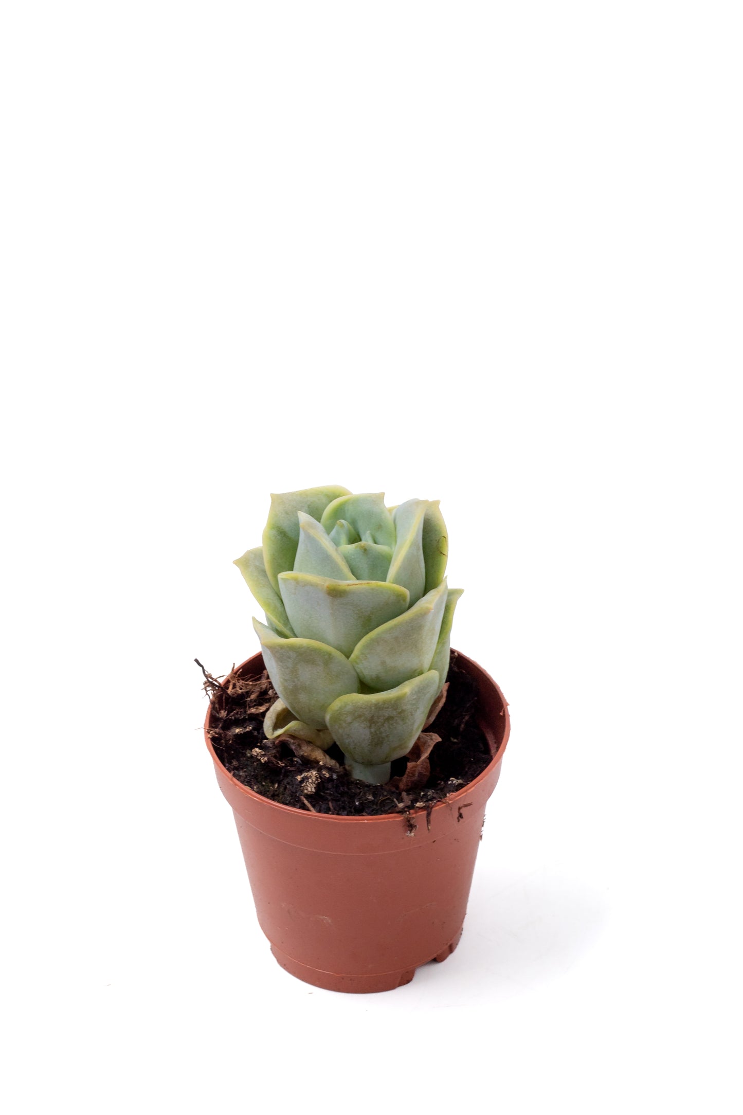 Echeveria Lovely Rose