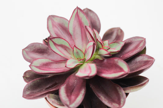 Echeveria Nodulosa