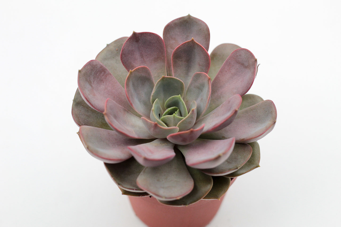 Echeveria Pink Flare