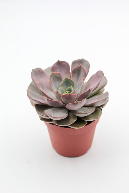 Echeveria Pink Flare