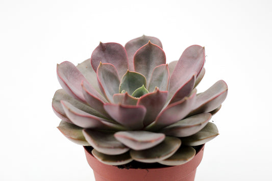 Echeveria Pink Flare