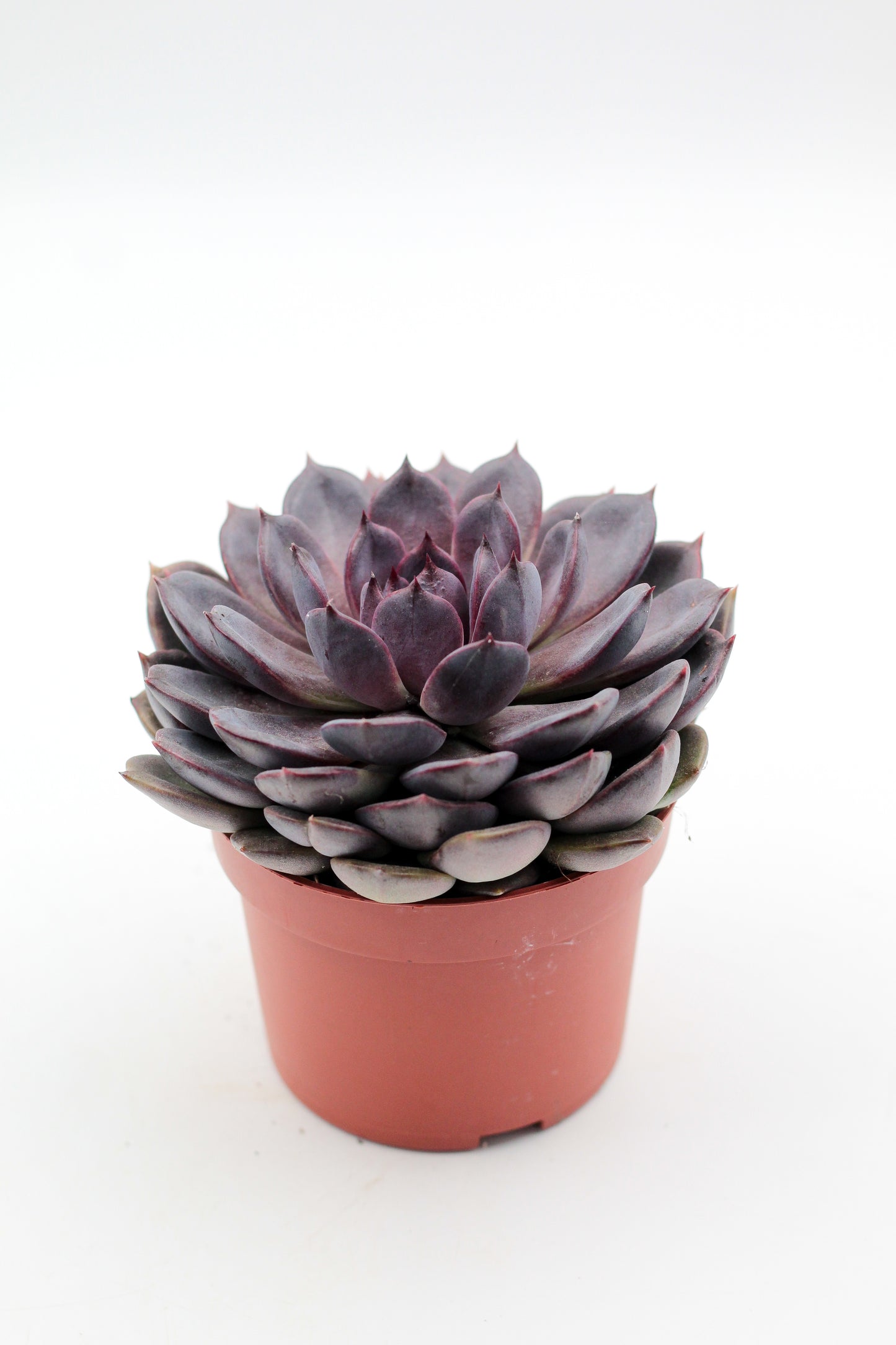 Echeveria Purple Zaragoza