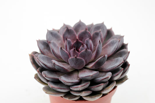 Echeveria Purple Zaragoza
