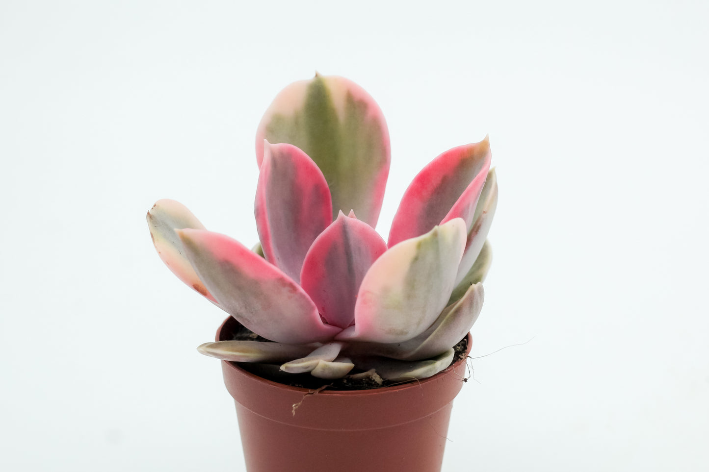 Echeveria Rainbow