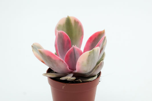Echeveria Rainbow