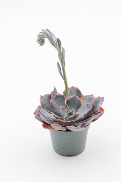 Echeveria Shaviana Pink Frills