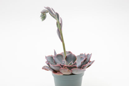 Echeveria Shaviana Pink Frills