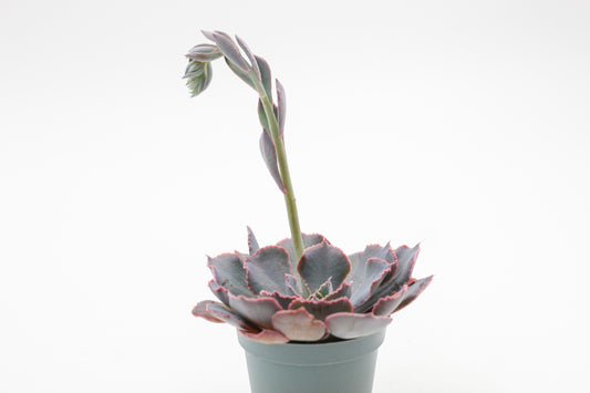 Echeveria Shaviana Pink Frills