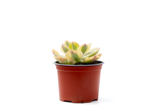 Echeveria Sunset peony variegata